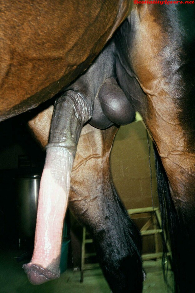 Horse Cock Porn - Horse cock images - Photo 3860 - Bestialitylovers - Watch Free Porn Video