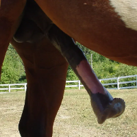 horsedoglover的化身