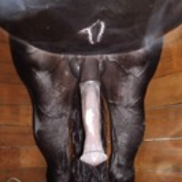 animal_slave99 Avatar