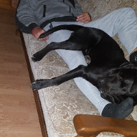 blacklabrador Avatar