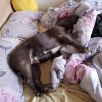 doglove79 Avatar