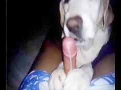 Animals Giving Head - Bestialitylovers - Watch Free Porn Video