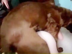Dog Licks Me While I Watch Porn - Teen dog lick on webcam - Bestialitylovers - Watch Free Porn Video