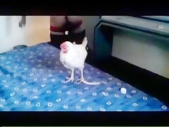 3 Boys fuck chicken - Bestialitylovers - Watch Free Porn Video