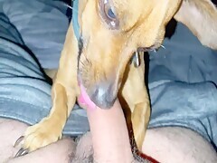 First Time Sucking Dog Cock