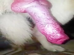 My dog has his cock very hard-Bestialitylovers - Watch Free Porn Video