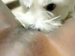 Masturbating is more fun with a doggy