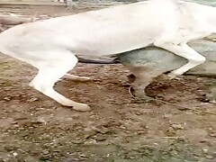 Horse fucking pig - Bestialitylovers - Watch Free Porn Video