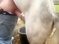 Animal Animals Boy Porn - Gay sex with animals